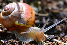 Bänderschnecke (3).jpg